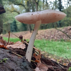 Pluteus salicinus