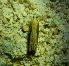 Eucosma conterminana