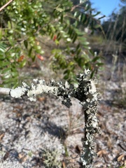 Parmotrema perforatum