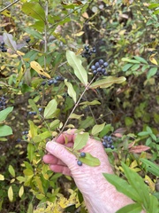 Ligustrum ovalifolium