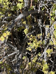 Ribes leptanthum