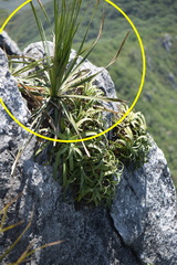 Dasylirion berlandieri