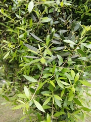 Maytenus boaria