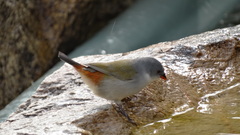 Coccopygia melanotis