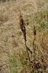 Rumex alpinus