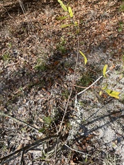 Parmotrema perforatum