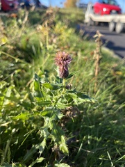 Cirsium arvense