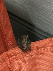 Polypedates leucomystax