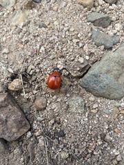 Leptinotarsa rubiginosa