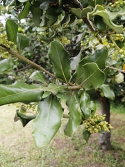 Cryptocarya alba