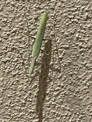Schizomantodea