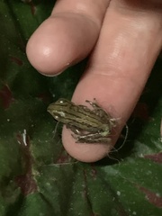 Polypedates leucomystax