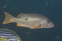 Lutjanus monostigma