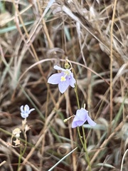 Wahlenbergia undulata
