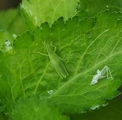 Atractomorpha sinensis