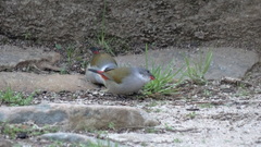 Coccopygia melanotis