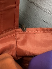 Polypedates leucomystax