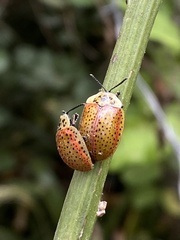 Anacassis cribrum