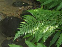 Microlepia speluncae