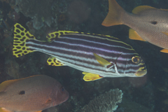 Plectorhinchus vittatus