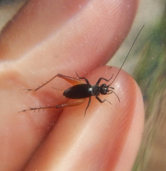 Trigonidium cicindeloides