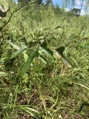 Smilax bona-nox