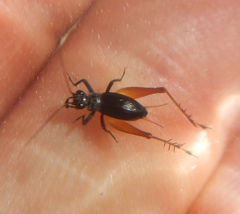 Trigonidium cicindeloides