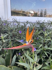 Strelitzia