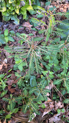 Phyllanthus urinaria