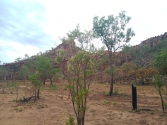 Verticordia cunninghamii