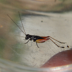 Trigonidium cicindeloides