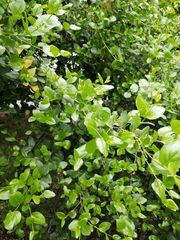 Quillaja saponaria
