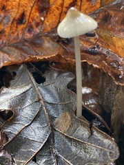 Mycena leptocephala