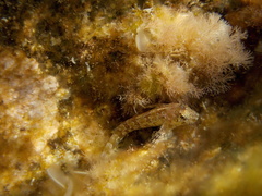 Lipophrys trigloides