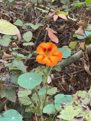 Tropaeolum