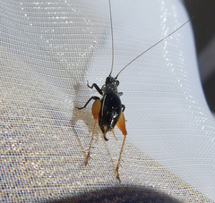 Trigonidium cicindeloides