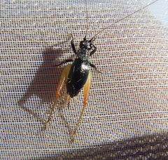 Trigonidium cicindeloides