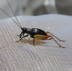 Trigonidium cicindeloides