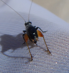 Trigonidium cicindeloides