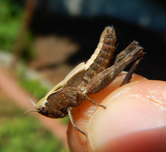 Omocestus