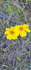 Bidens aristosa