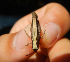 Omocestus