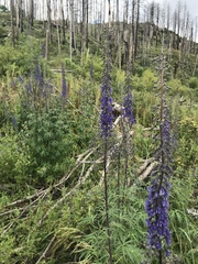Delphinium andesicola