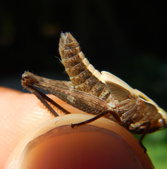 Omocestus