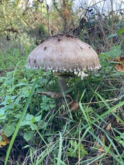 Chlorophyllum rhacodes