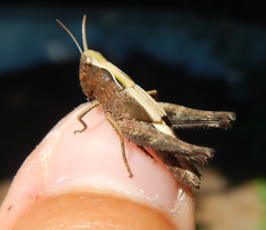 Omocestus