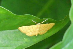 Pyraustinae