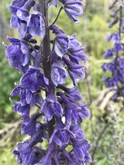 Delphinium andesicola