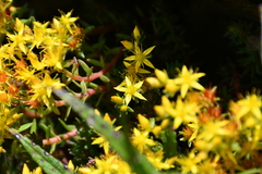 Sedum taiwanalpinum
