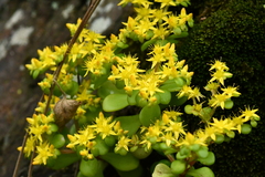 Sedum formosanum